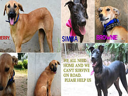Simba, Cherry and Brownie all need your help!