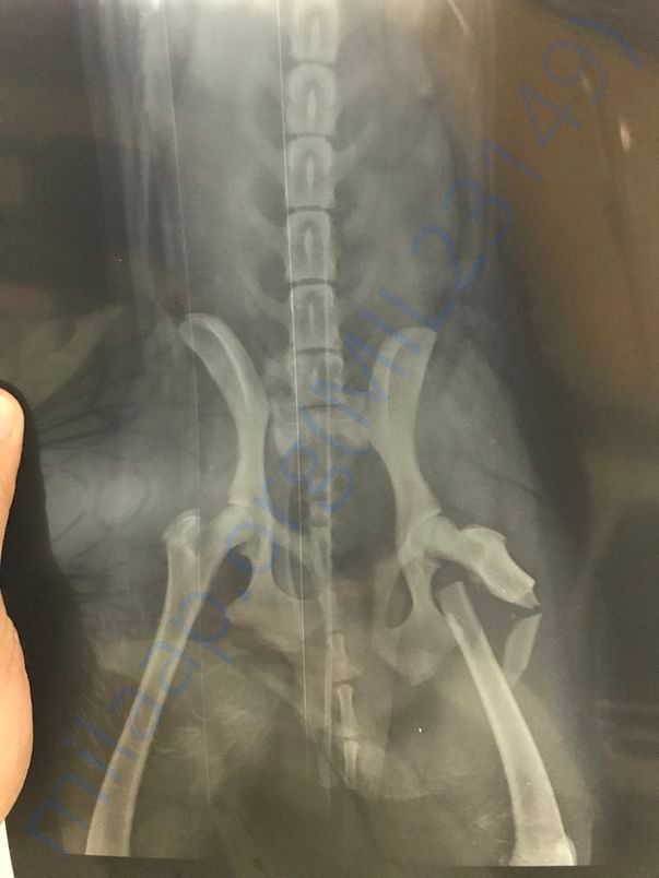 X ray of whitey injury
