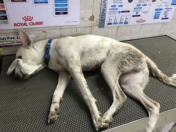 Whitey Needs Our Support For Surgery