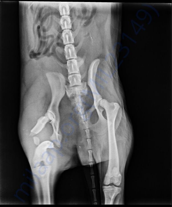 Final x ray for surgery preparation
