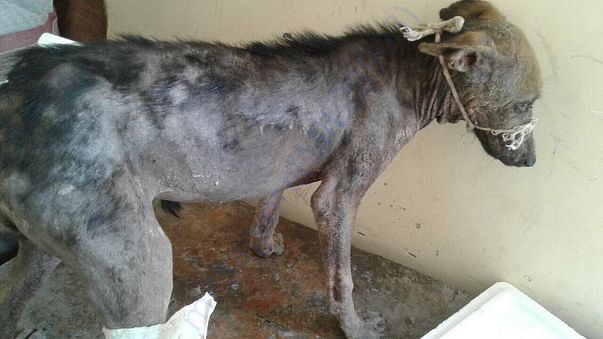 Poor Voiceless beings in distress