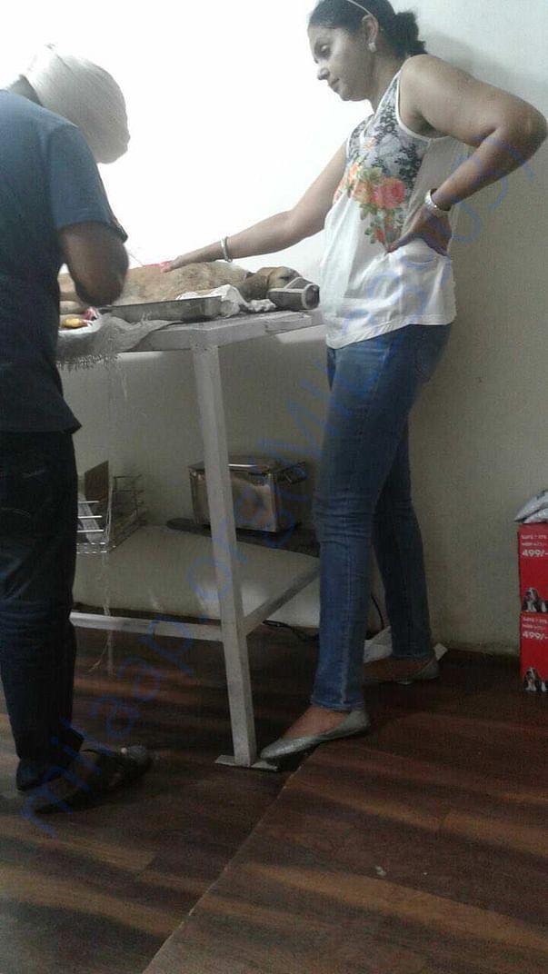 With Vet