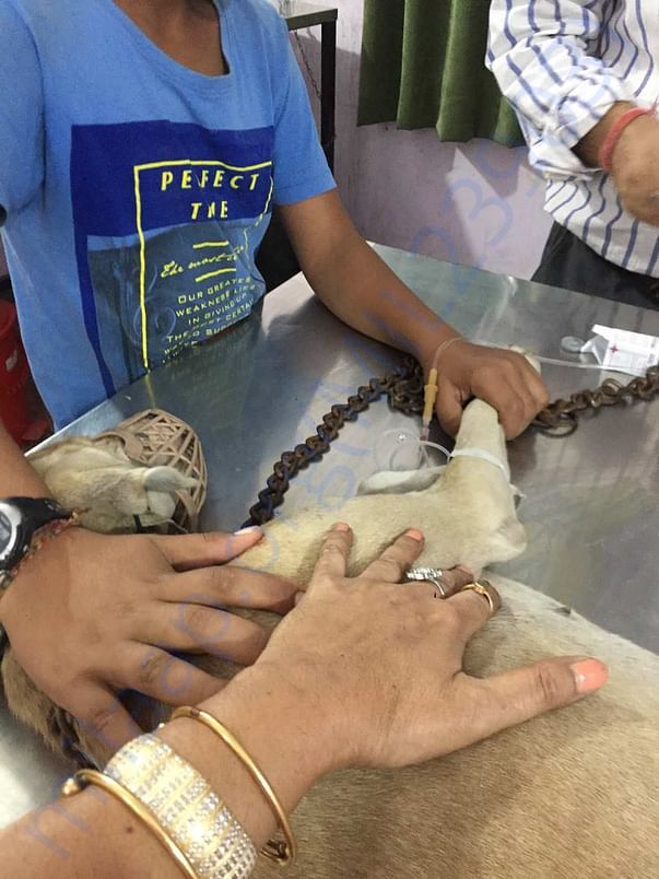 Dogs in pain treated