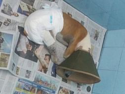 Help Rescue Dog Snoopy Get Back On His Feet After A Terrible Accident