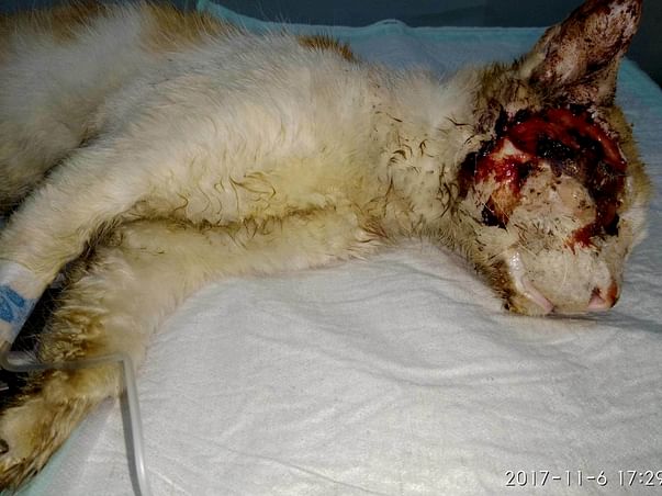 Ethan The Cat, Was Found With A Terrible Eye Injury And Needs Our Help