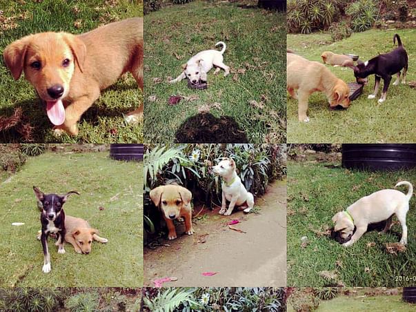 Help KSPCA 'S ABC/ ARV Program For Kodaikanal Dogs