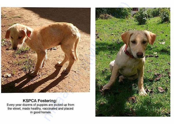 KSPCA FOSTERING