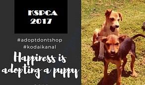 ADOPT DONT SHOP