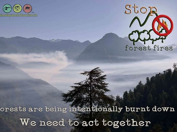 Help Save The Himalayan Forests - Step 2
