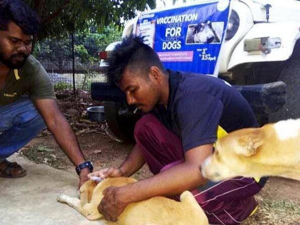 Vaccination Campaign for Dogs