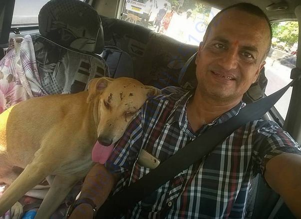 A dog after treatment - cured by Sujeet Choudhary -beaten up by owner.