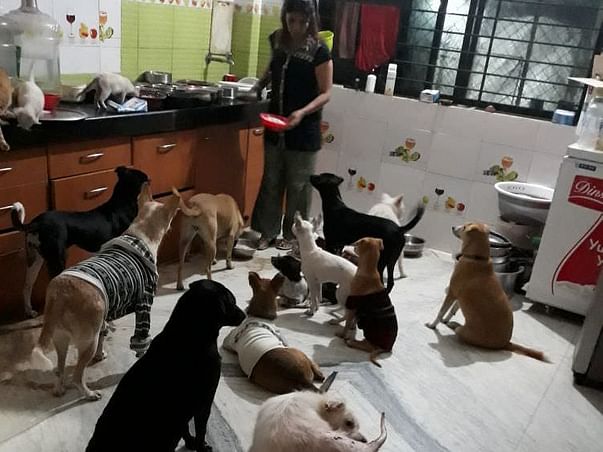 Urgent Caring of Strays