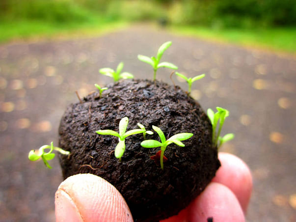 Fund Raiser for Making 5000 Seed Balls With the Help of School Kids