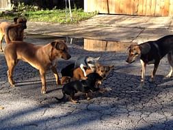 Help Feed The Street Dogs Around Bangalore