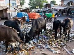 Home, Food , Care & Medical facilities to stray cows of NCR