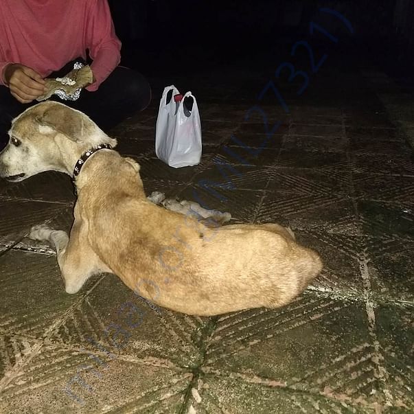 Feeding Sookie milk and roti.