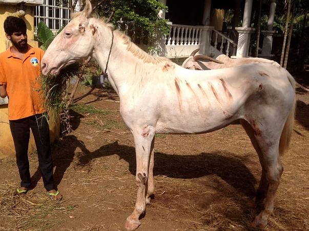 HELP BUILD A CHRISTMAS STABLE FOR ATHENA, AN ABUSED HORSE.