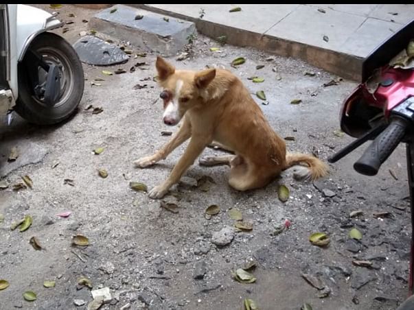 Money for strays