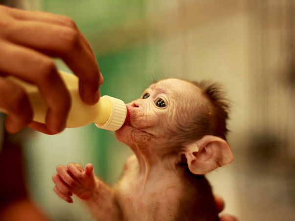 Love All Life - Animals Too