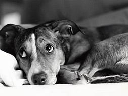 Helping Hands For Ailing Paws