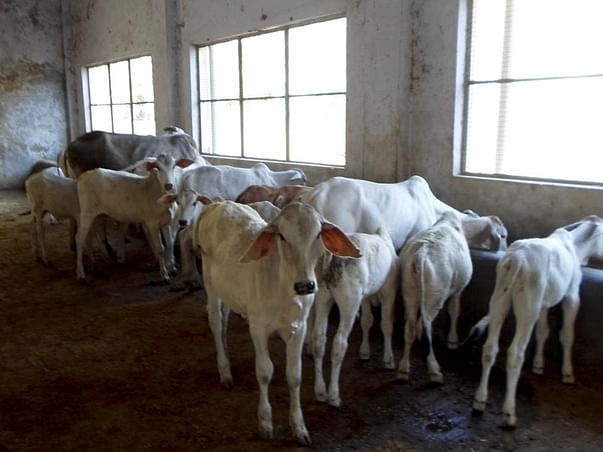 Help undernourished calves & their mothers Gaushala at Vrindavan
