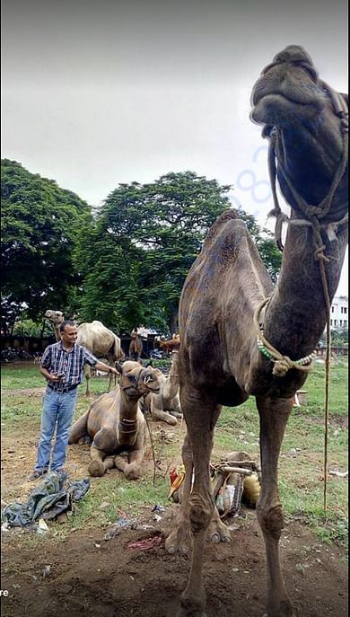 CAMELS SENT TO SIROHI, RAJASTHAN