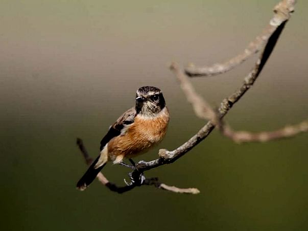 Srividya Bday Fundraiser to educate and train forest guides on birding