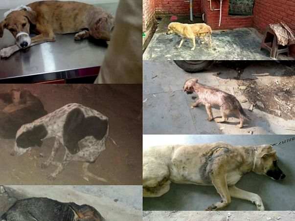 Plz help Jumbo/ Jimmy/ Sitara/ Romeo/ Situ & Family/ Chanda