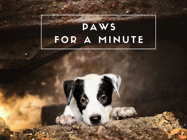 Please Paws for a Minute