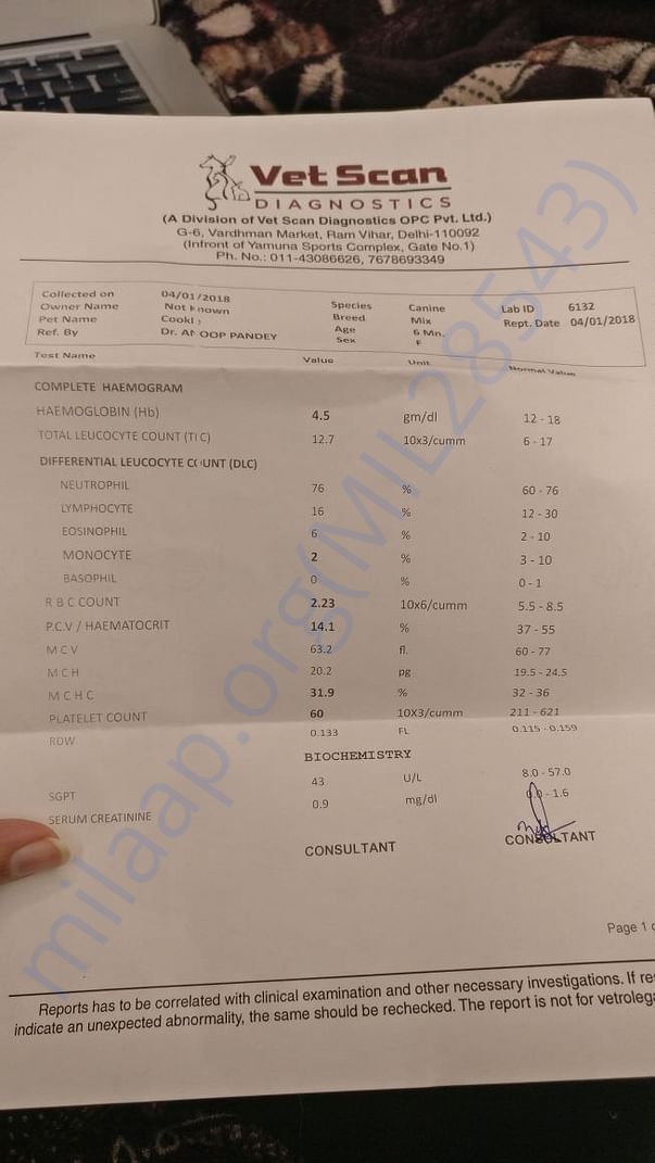 Blood Report for Cookie indicating Tick Fever