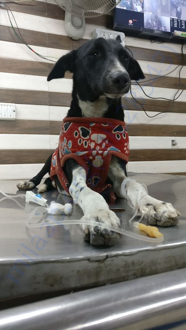 Cookie receiving treatment for tick fever at Vets n Pets, Noida
