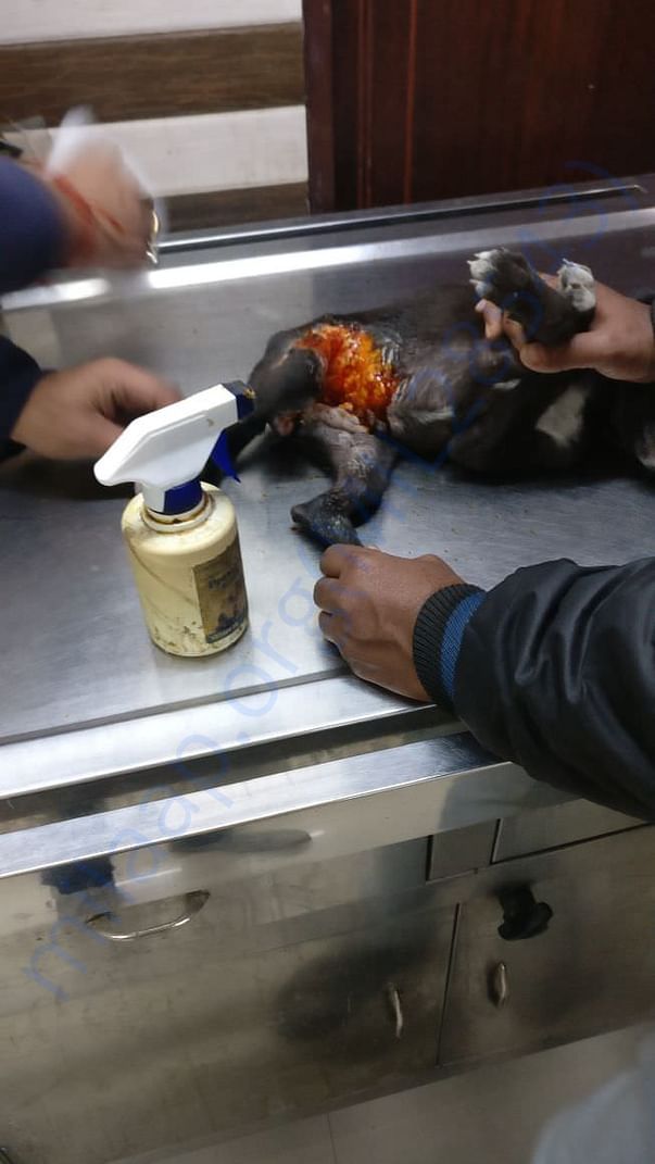 Sparky receiving treatment for her wound from the car accident