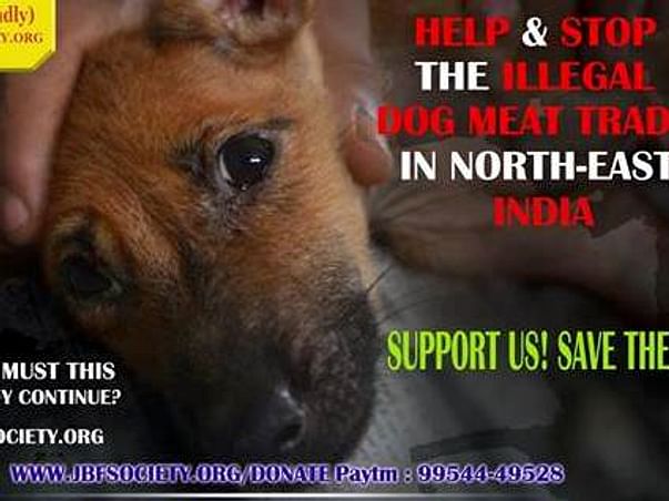 Help Provide The Dog Meat Trade Rescues a Good Life They Deserve