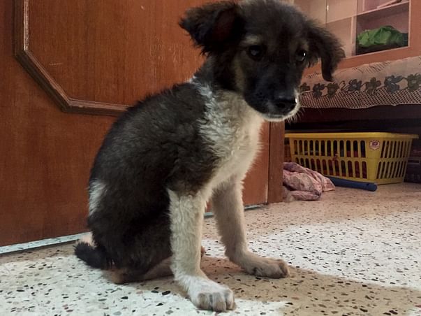 Help Hope Get A Second Chance At Life