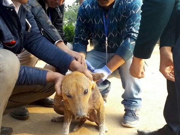 Accident prevention & Rabies control for the street dogs of Guwahati.