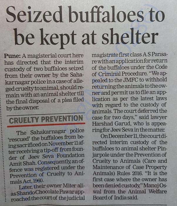 Seized Buffaloes