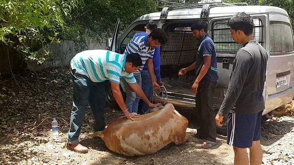 Saving Cow...