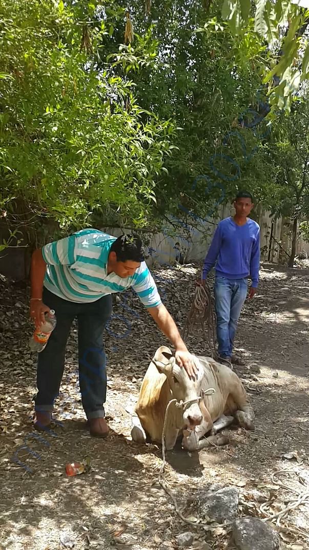 Saved cow