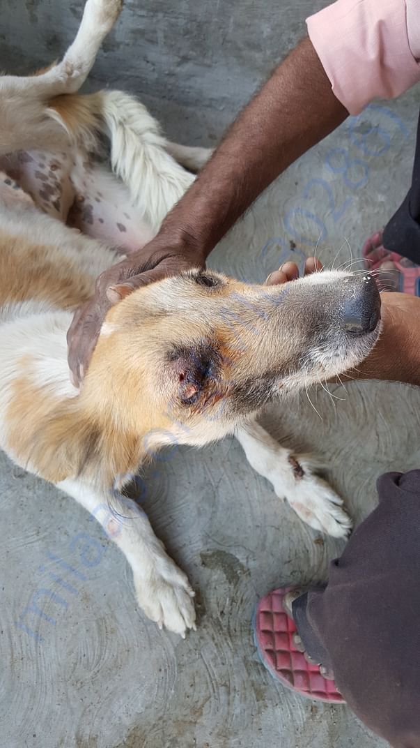 Damaged eye