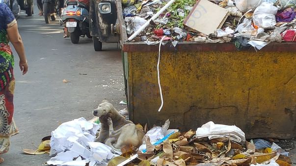 Injured dog picked up from garbage bin