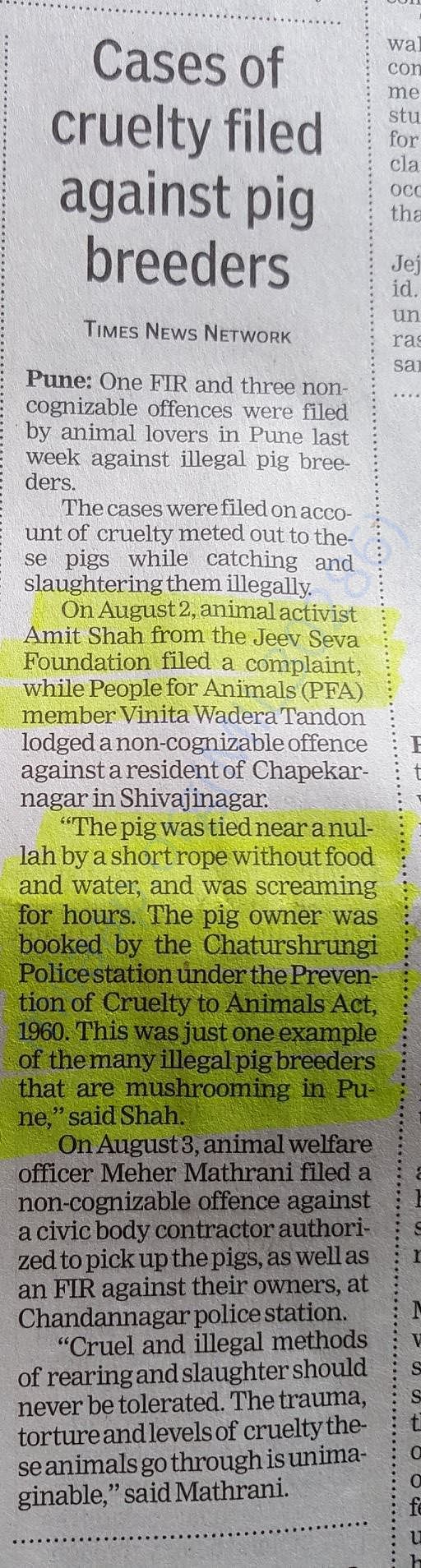 Pig cruelty
