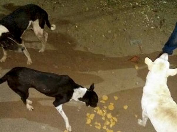 HelpMe Feed&Build Shelter for53 Speechless Straydogs NeedSupport#HELP
