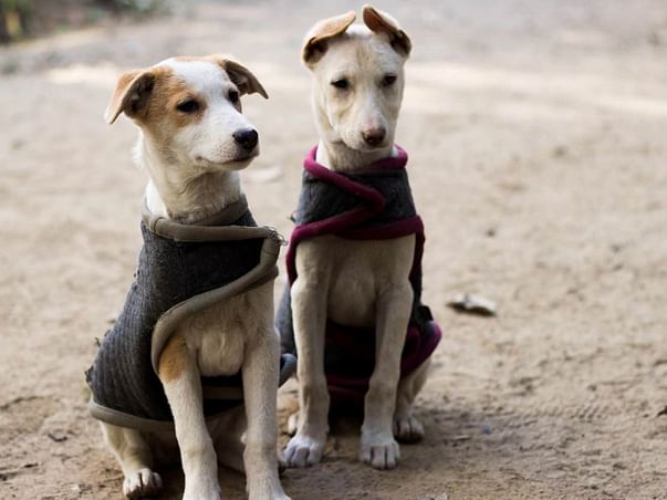 Help send Cara and Mellow safely to Chicago!