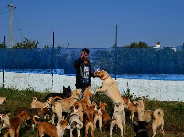 Help Haris Ali build a better shelter for his rescued doggies