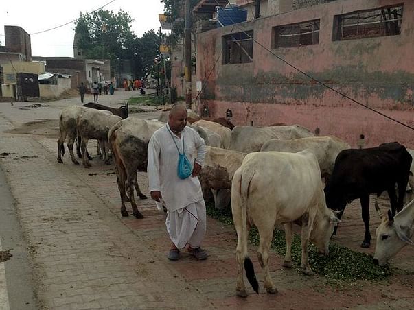 The Suffering Street Cows need, Food, Medical help, Shelter etc.....