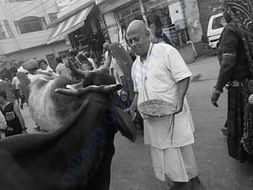 Animal Care in Vrindavan