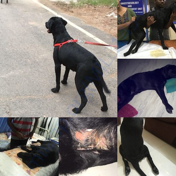 While many adviced to euthanise I chose to make him live!