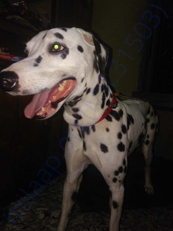 Rescued dog