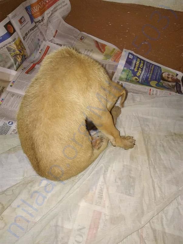 Injured puppy