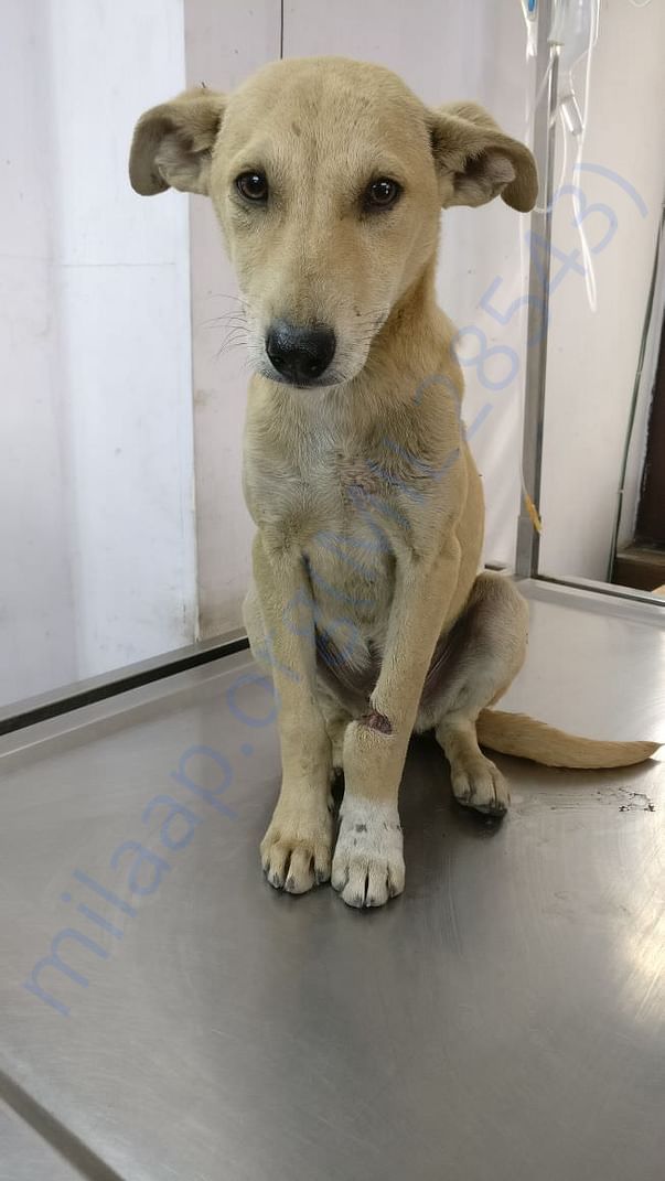 Rex was found with an infected open leg wound